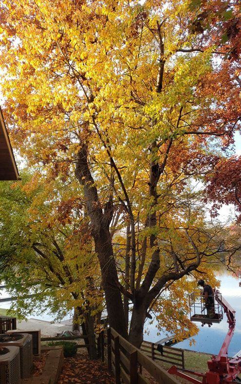 a tree with yellow leaves is being cut down by a crane