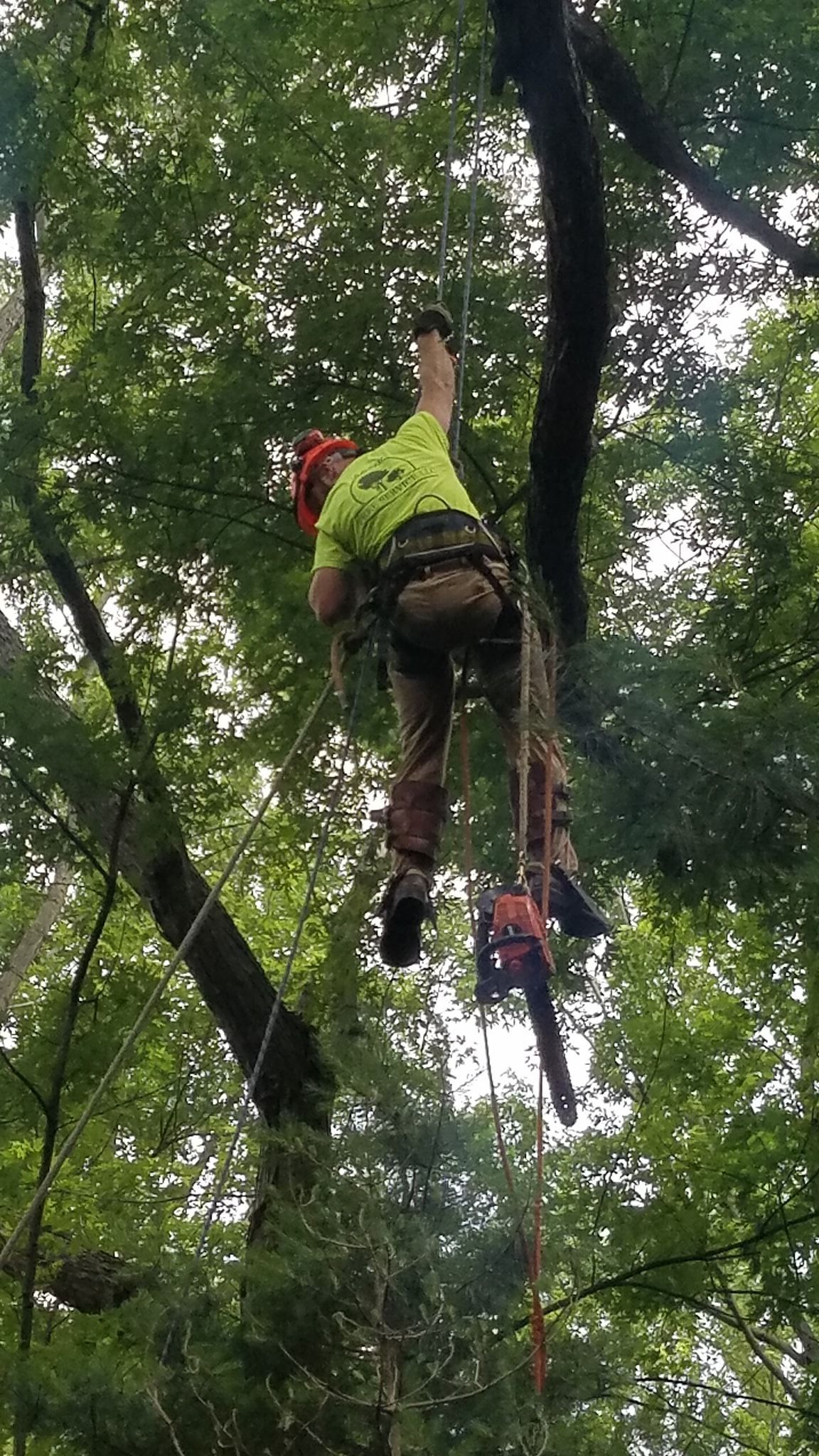 a man is climbing up a tree with a rope