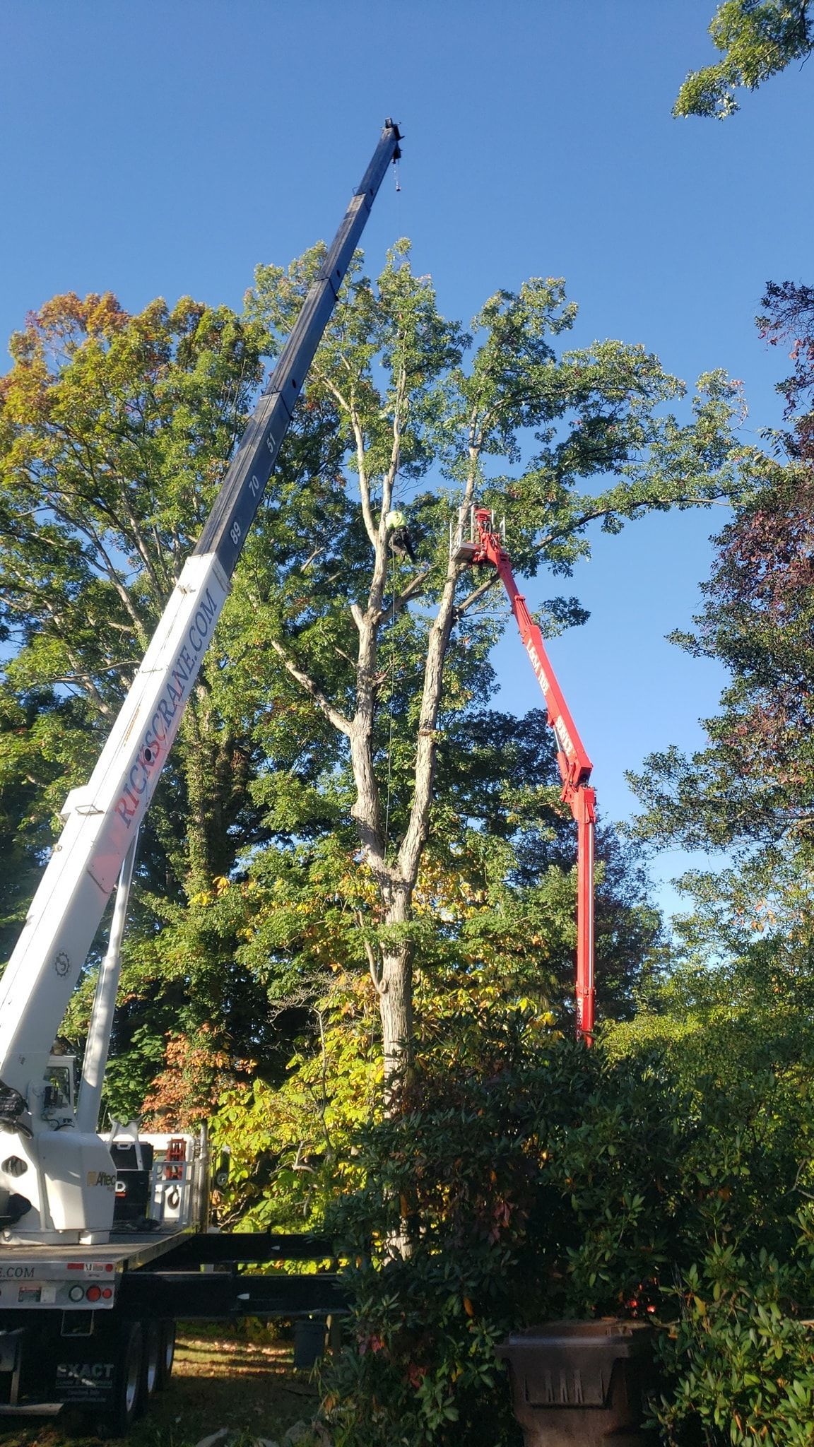 a crane is cutting a tree in a yard