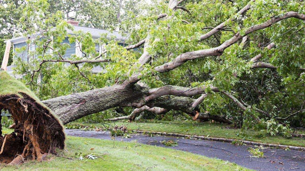 a large tree has fallen on the side of a road