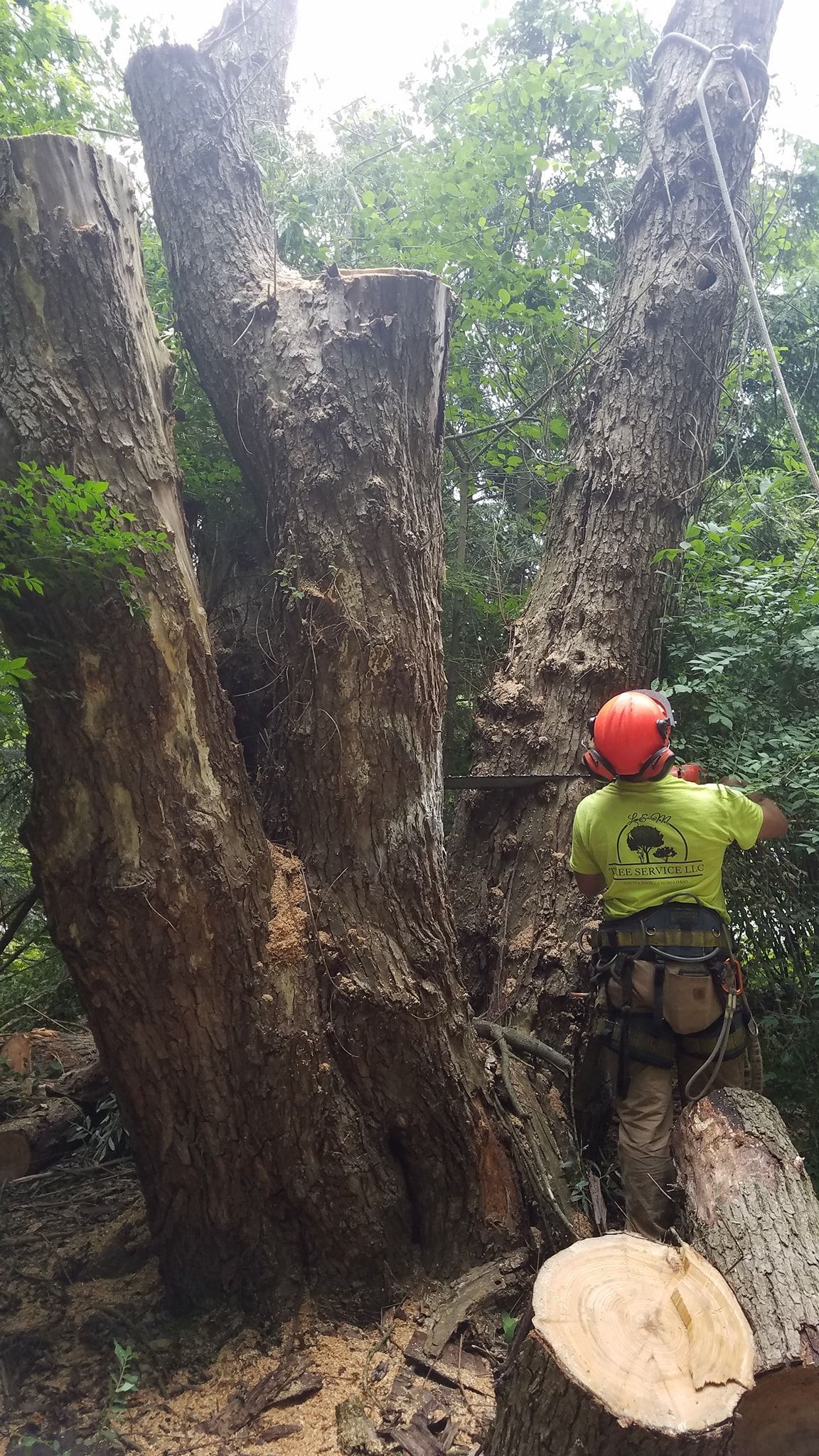 a man is cutting down a large tree with a chainsaw