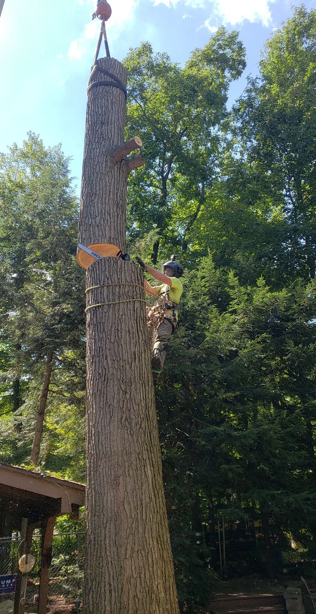 a man is cutting down a large tree in the woods