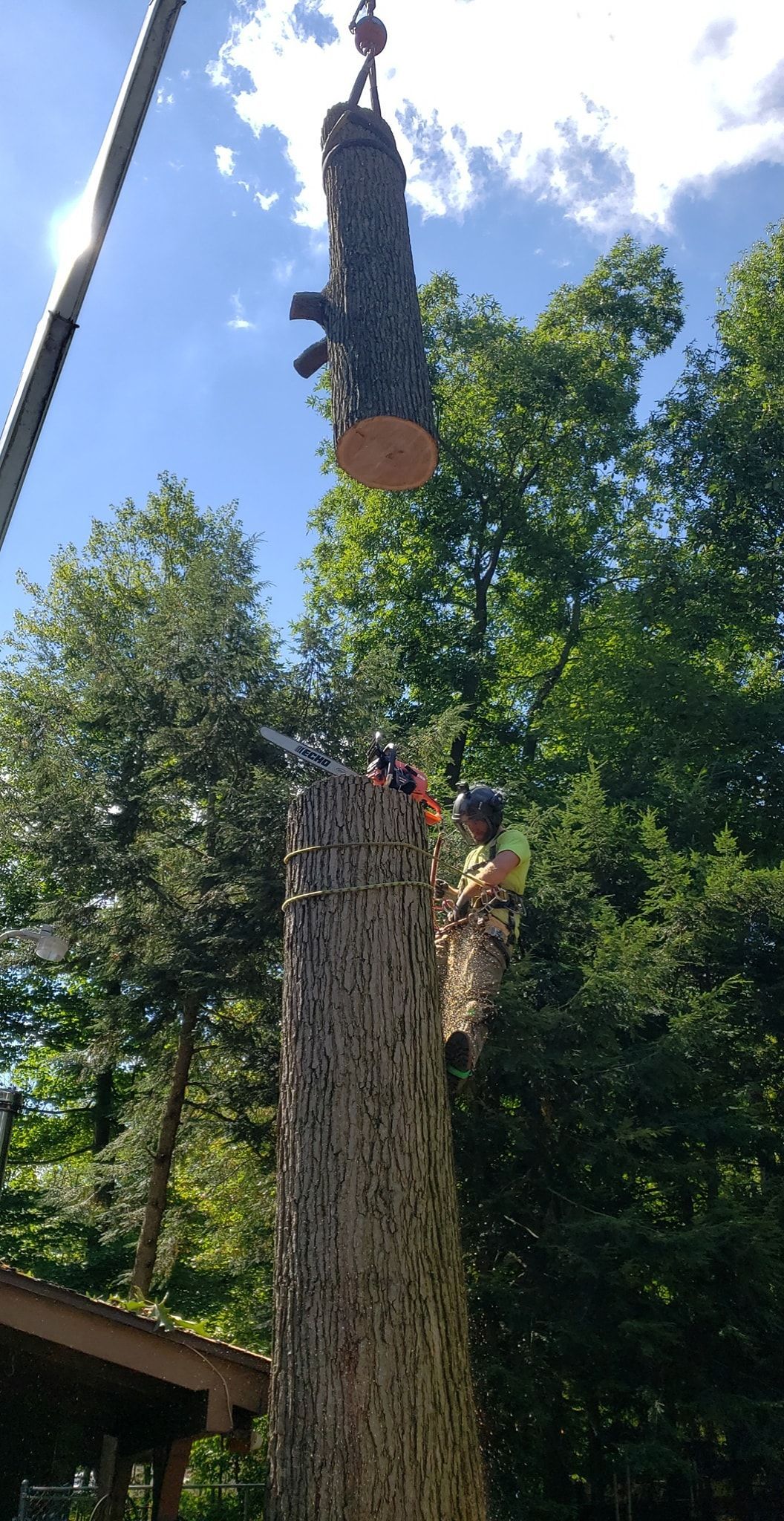 a tree stump is being lifted by a crane
