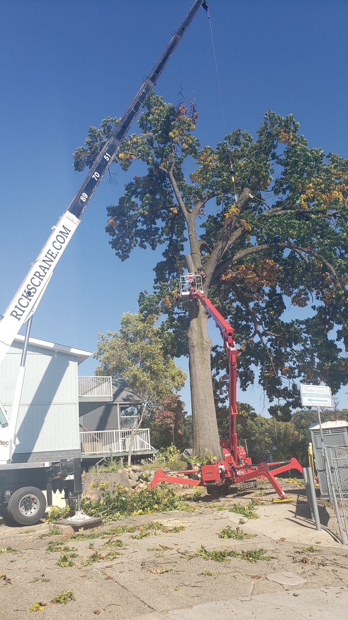 a large tree is being cut down by a crane