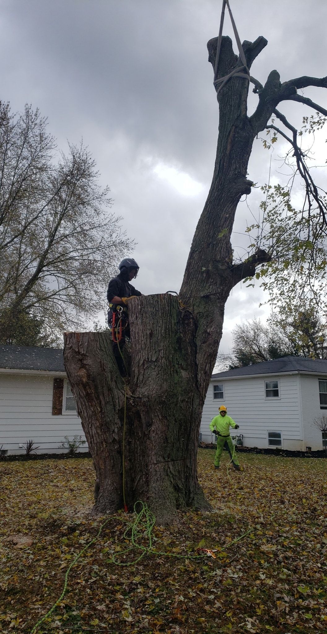 a man is climbing a tree in a backyard
