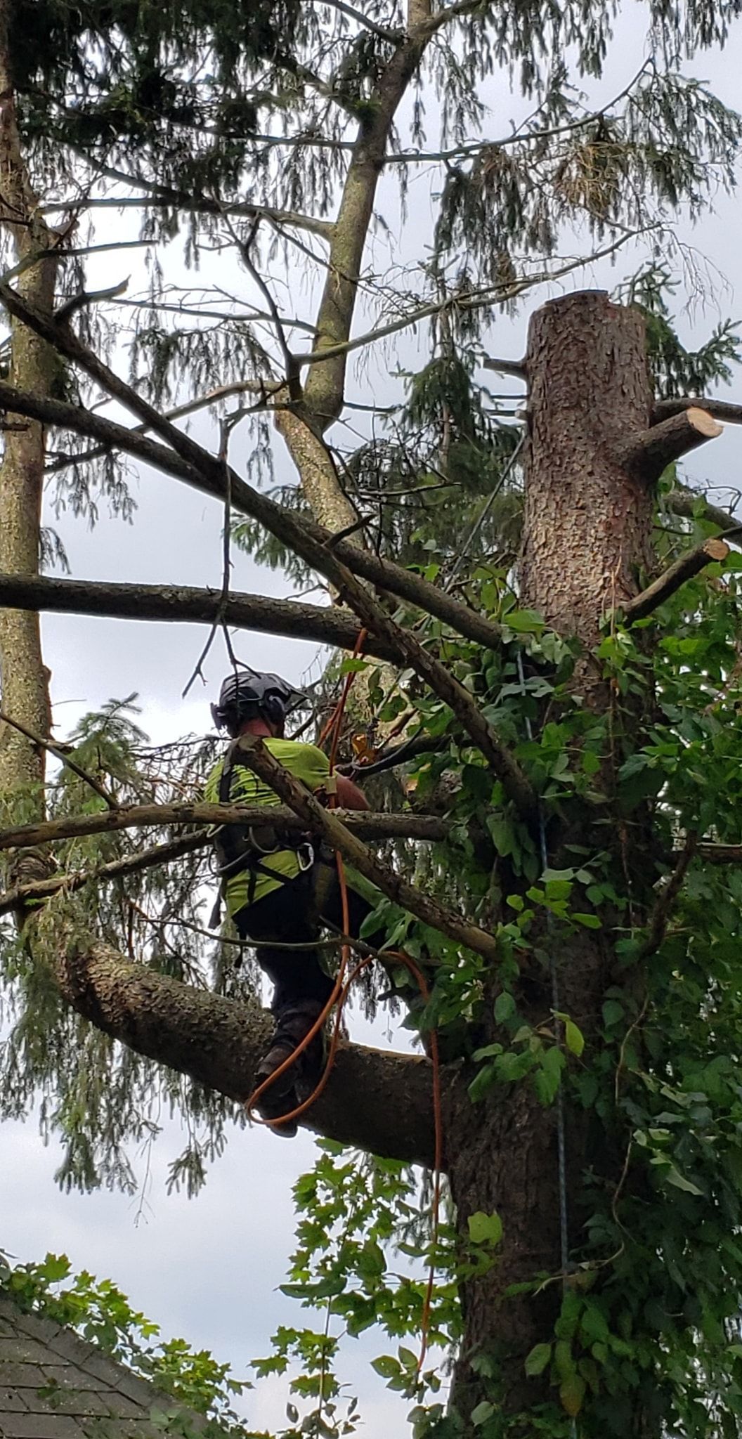 a man is climbing a tree with a chainsaw