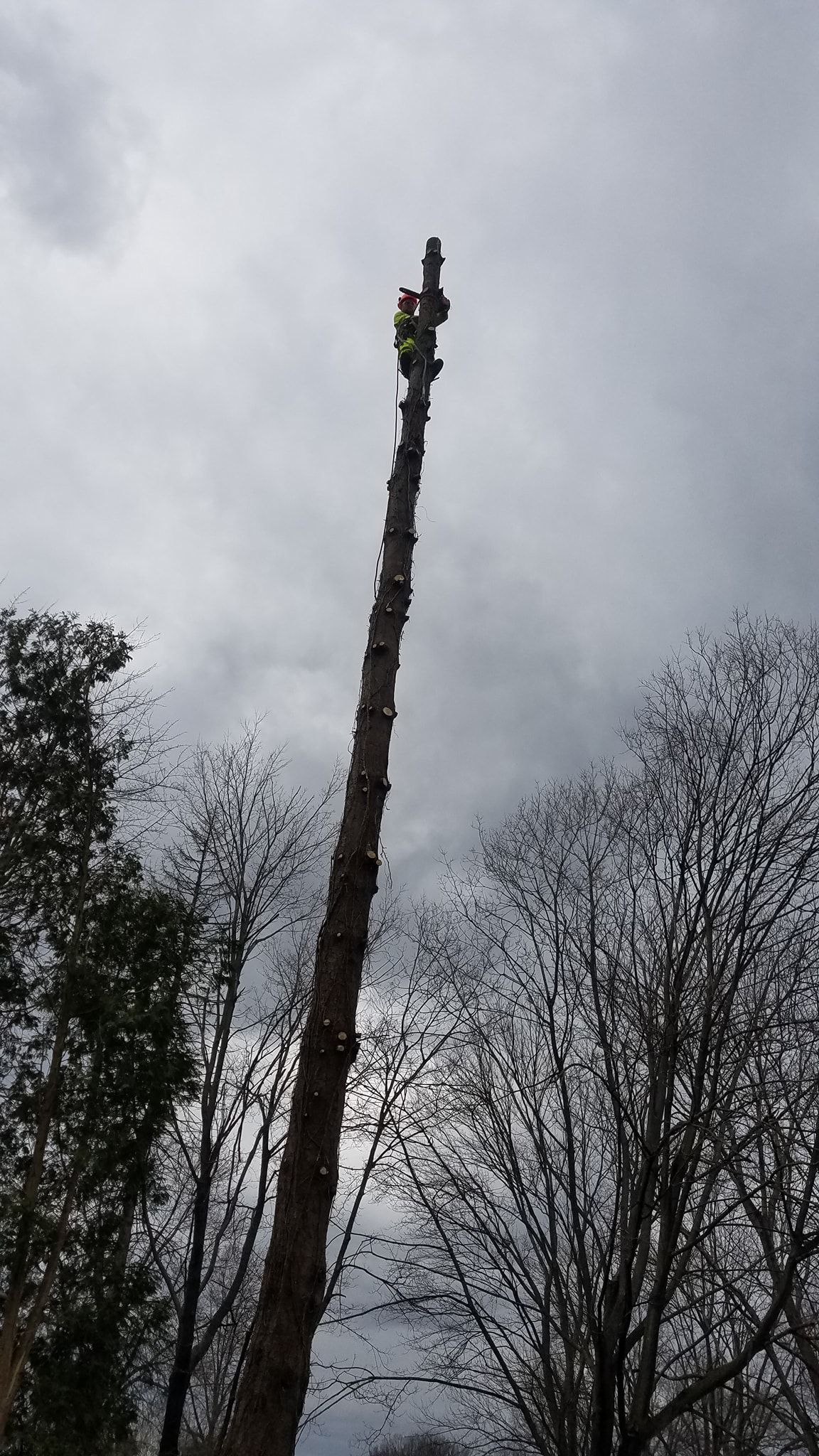 a man is standing on top of a tall tree