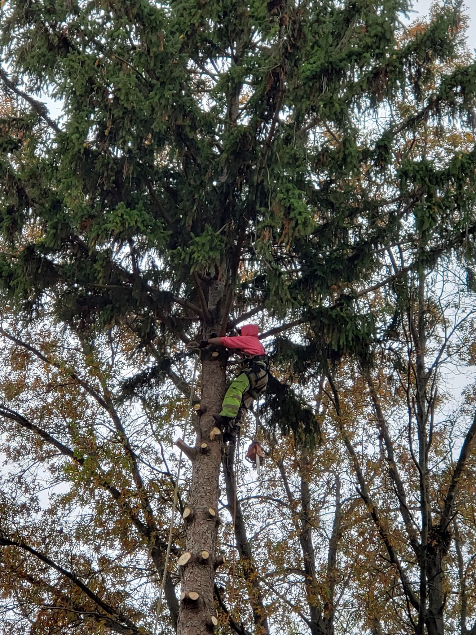 a person is climbing a tree with a red hat on