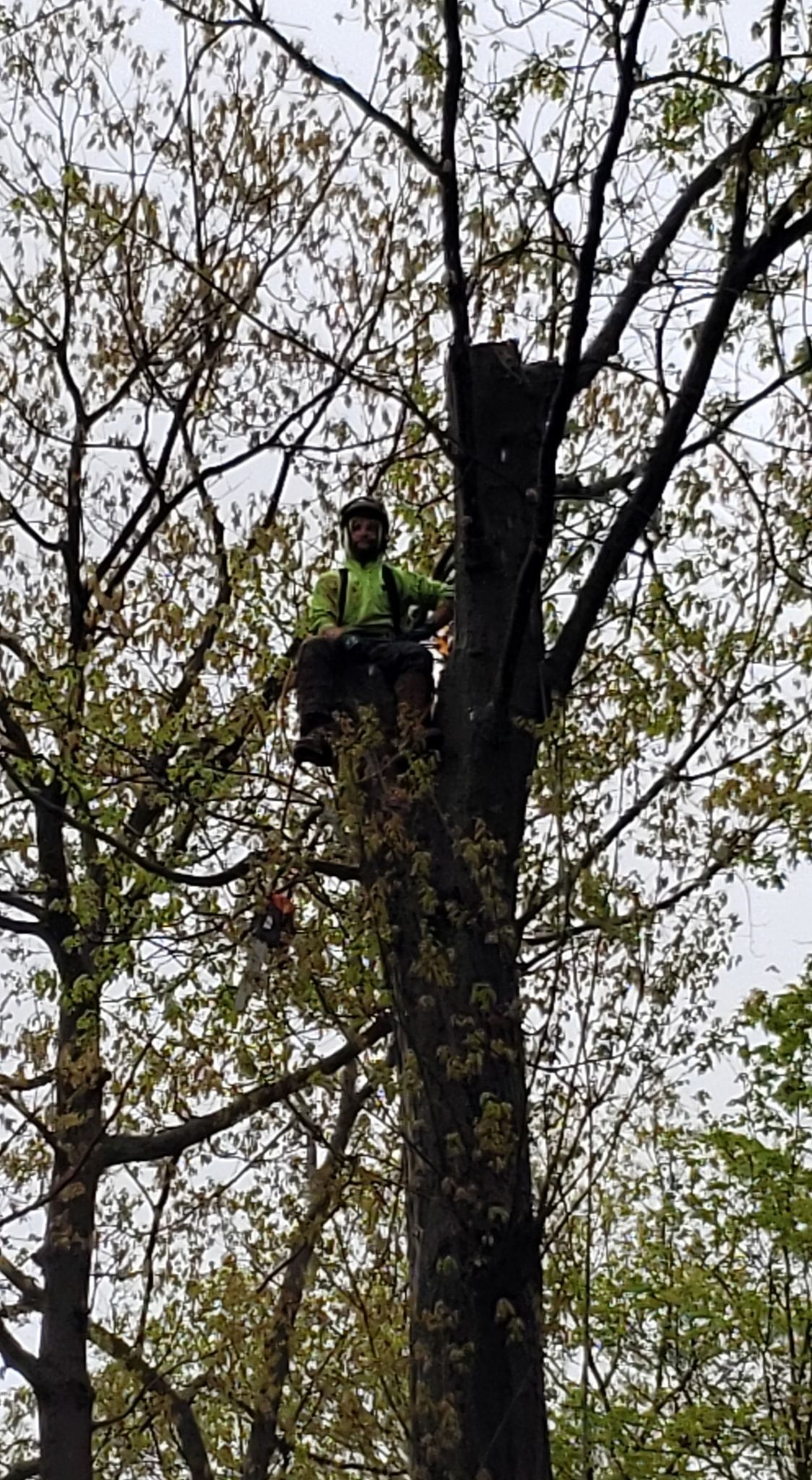 a man is sitting on top of a tree