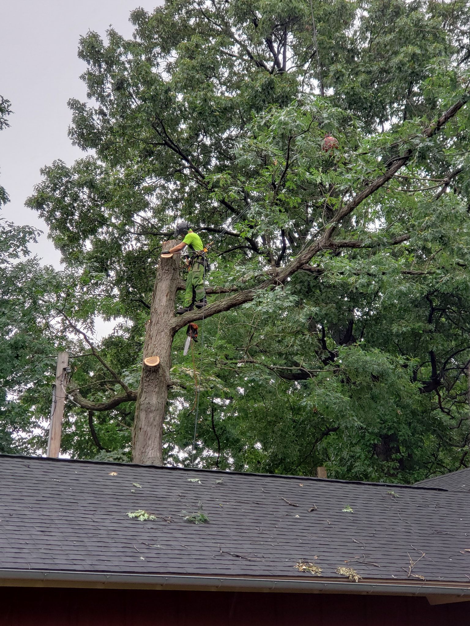 a tree surgeon is cutting a tree in front of a house