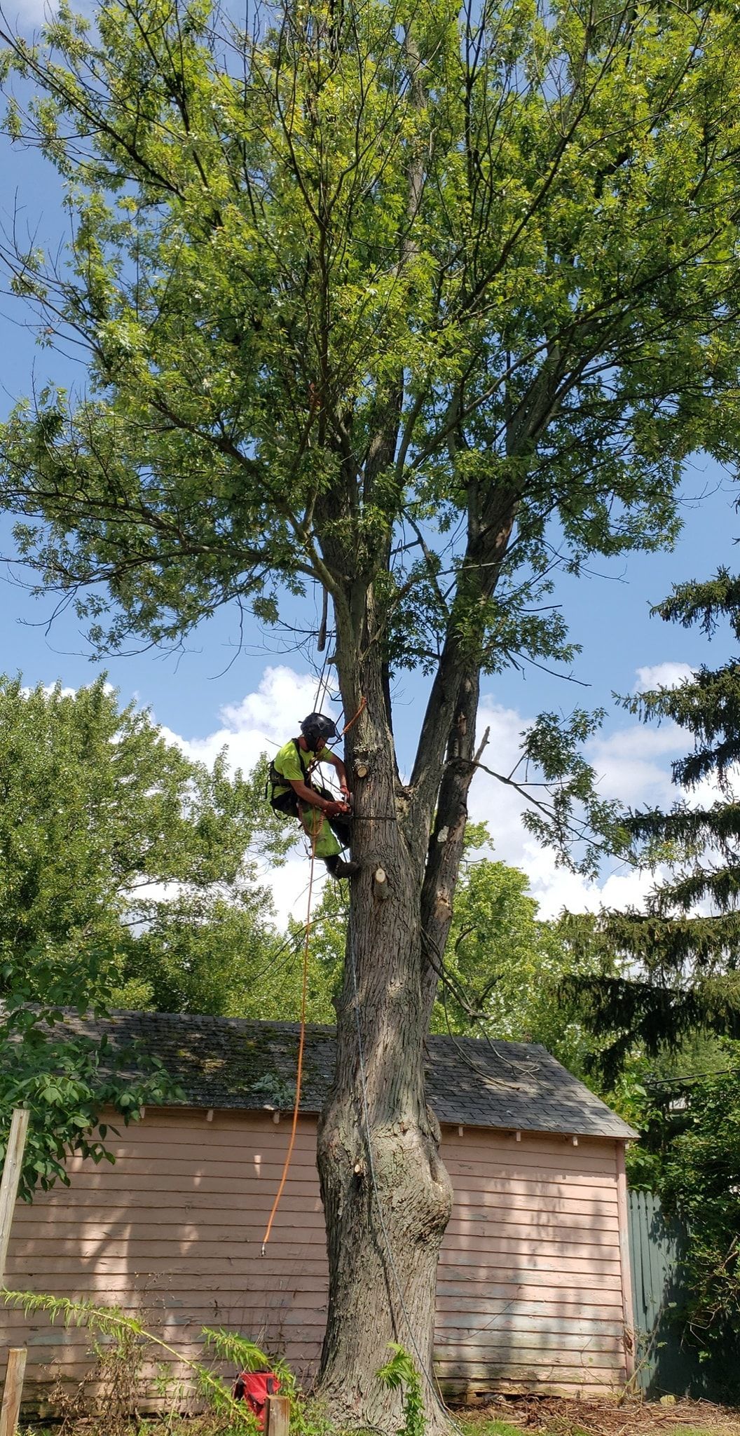 a man is climbing a tree in front of a house