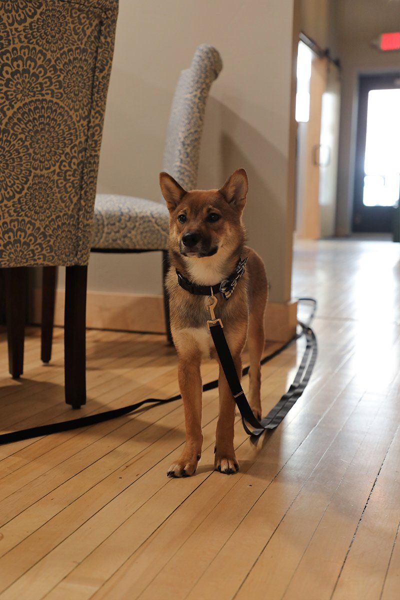 A small brown dog on a leash is standing on a wooden floor.