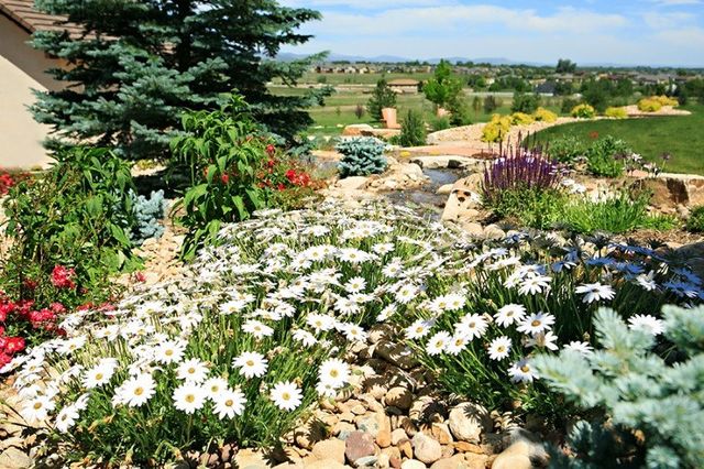 Amazing Daisies® Daisy May® - Shasta Daisy - Leucanthemum superbum