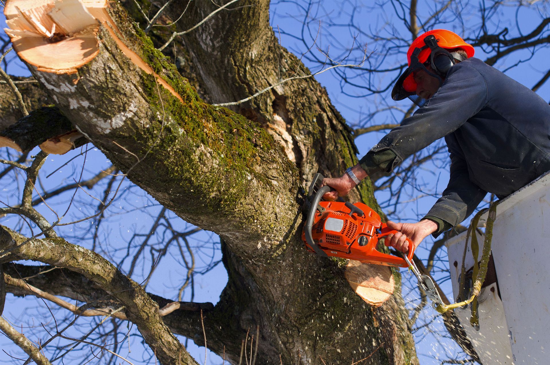 Tree Care Bargain Tree Service Warners, NY