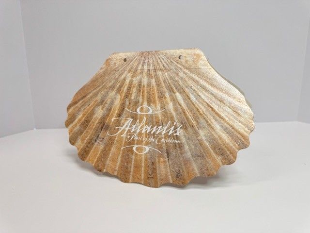 Scallop shell with 