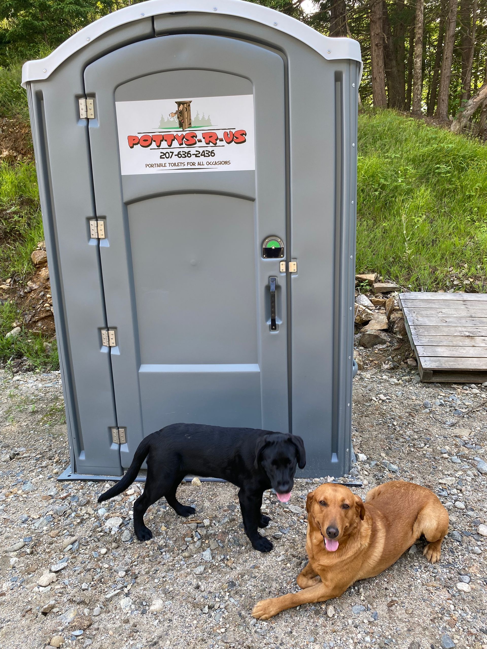 Two dogs are standing in front of a portable toilet.