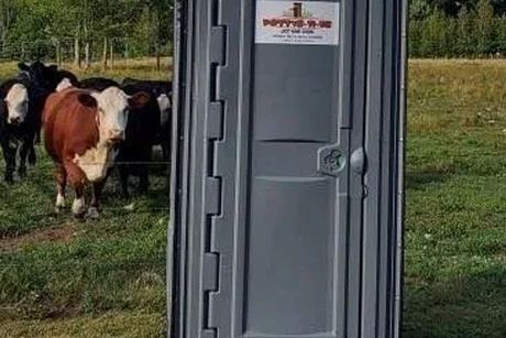 A group of cows standing next to a portable toilet in a field.