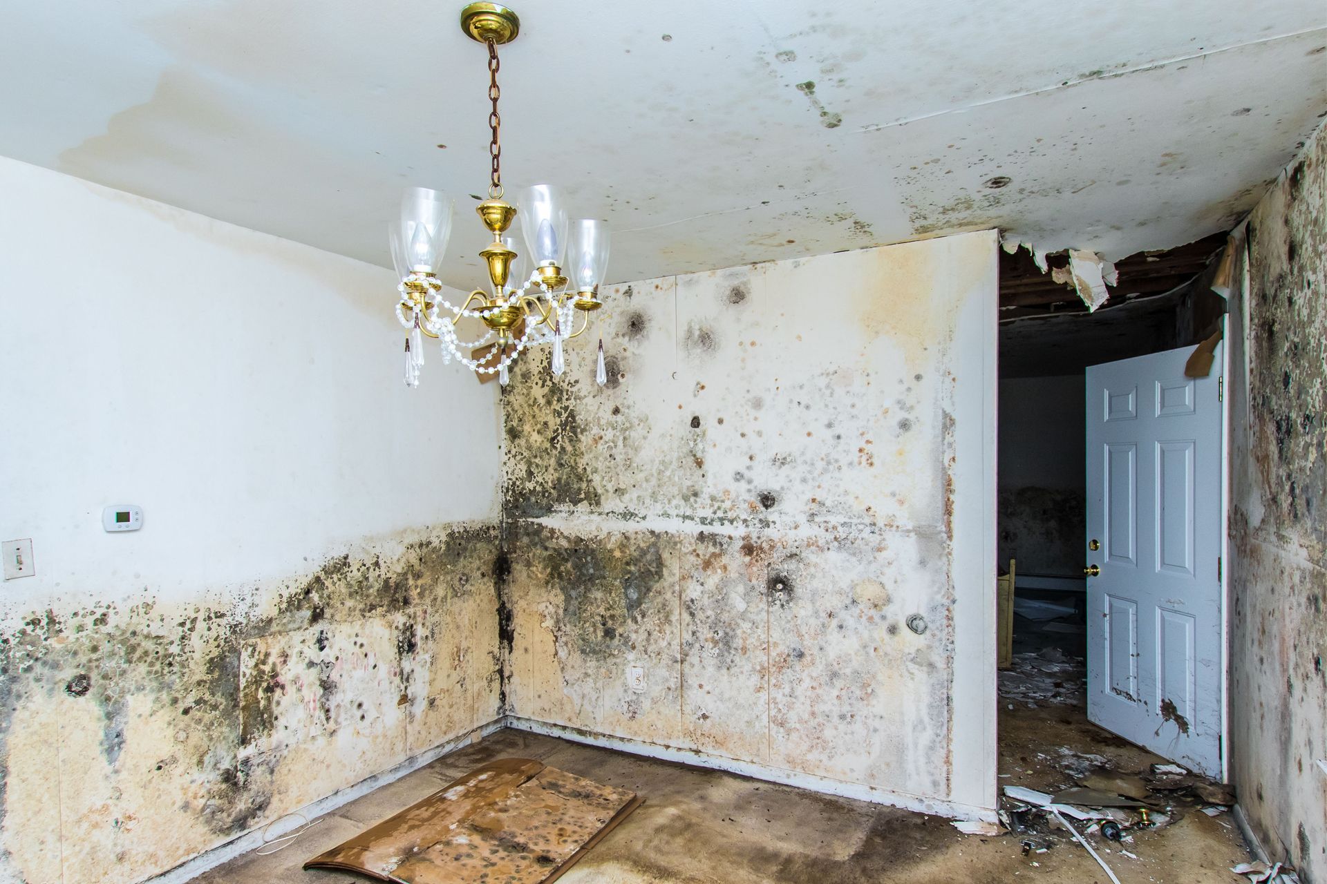 Mold Removal/Remediation