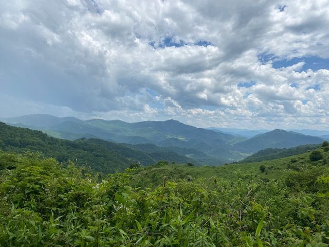 Overhead view of a lush green forest canopy with varying shades of green foliage.