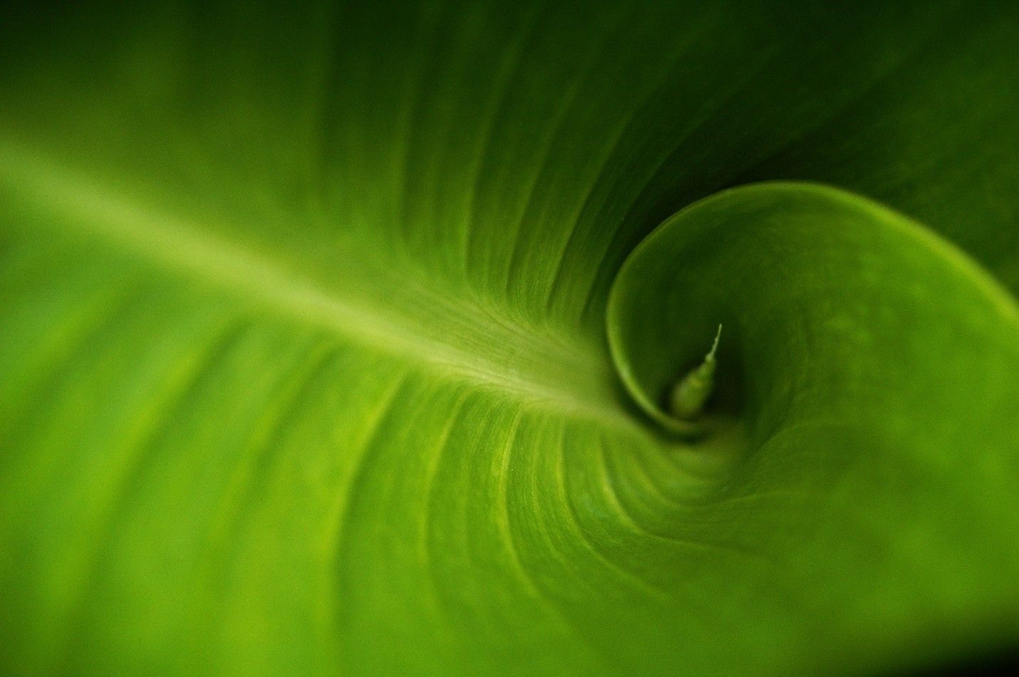 Close-up of a tightly curled, vibrant green leaf, showcasing its veins and shape in soft focus.