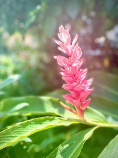 Pink ginger flower blooming in a lush green garden.