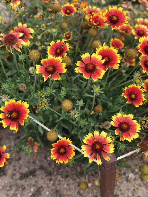 Bright orange and yellow blanket flowers bloom in a garden, with green foliage and a brown post visible.