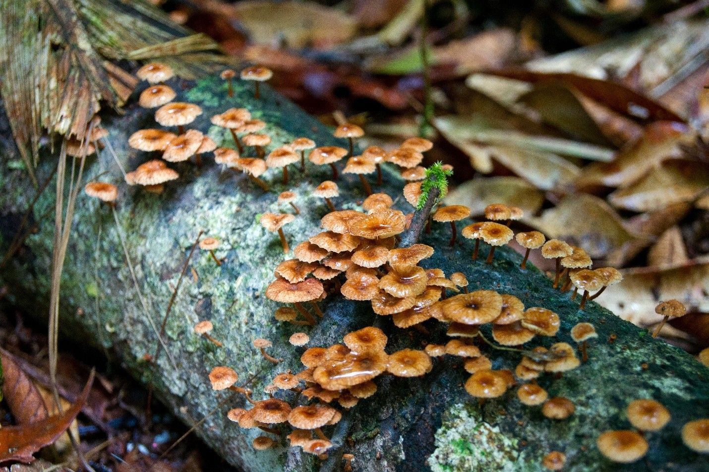 Mushrooms growing on a mossy log. Brown caps and stems, in a forest setting with leaves.