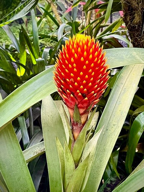 Bright red and yellow bromeliad flower with spiky petals, surrounded by green leaves.