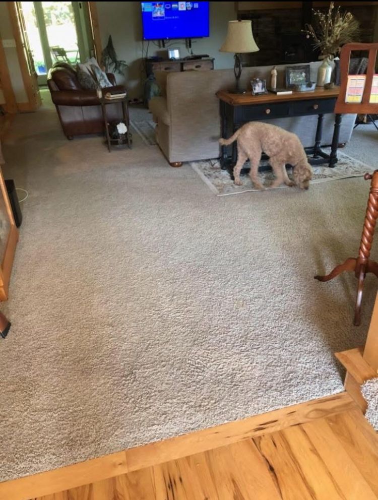 Small tan dog sniffing on a rug in a living room with a TV and chairs.