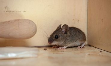 Small mice