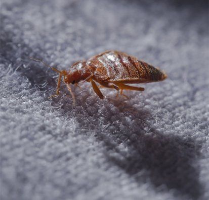 Bedbug on a fabric