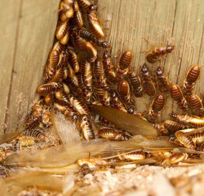 group of termites