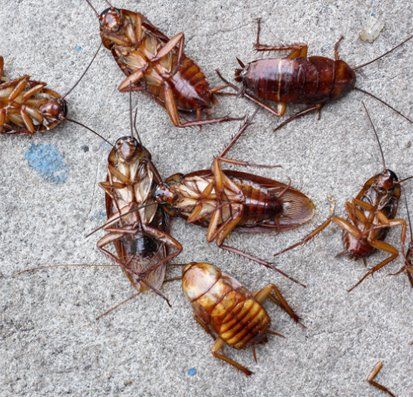 Dead cockroaches