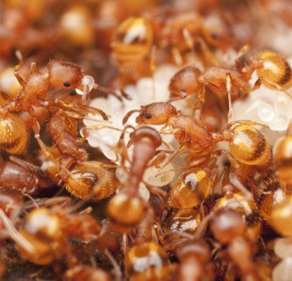 colony of ants
