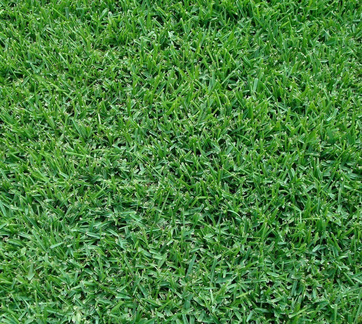 A close up of a lush green field of grass
