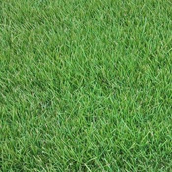 ZORRO ZOYSIA