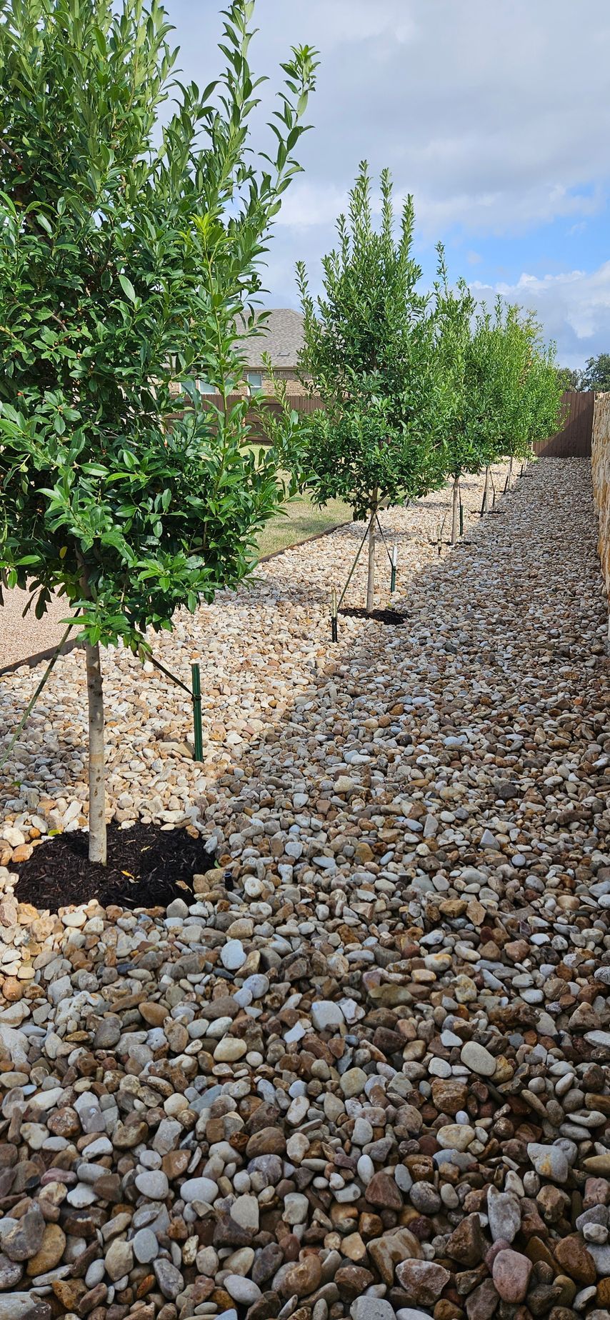A row of trees sitting on top of a pile of rocks.