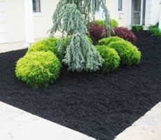 black mulch on soil