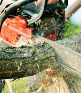 Tree Services