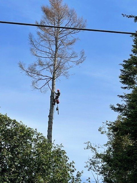 Tree trimming