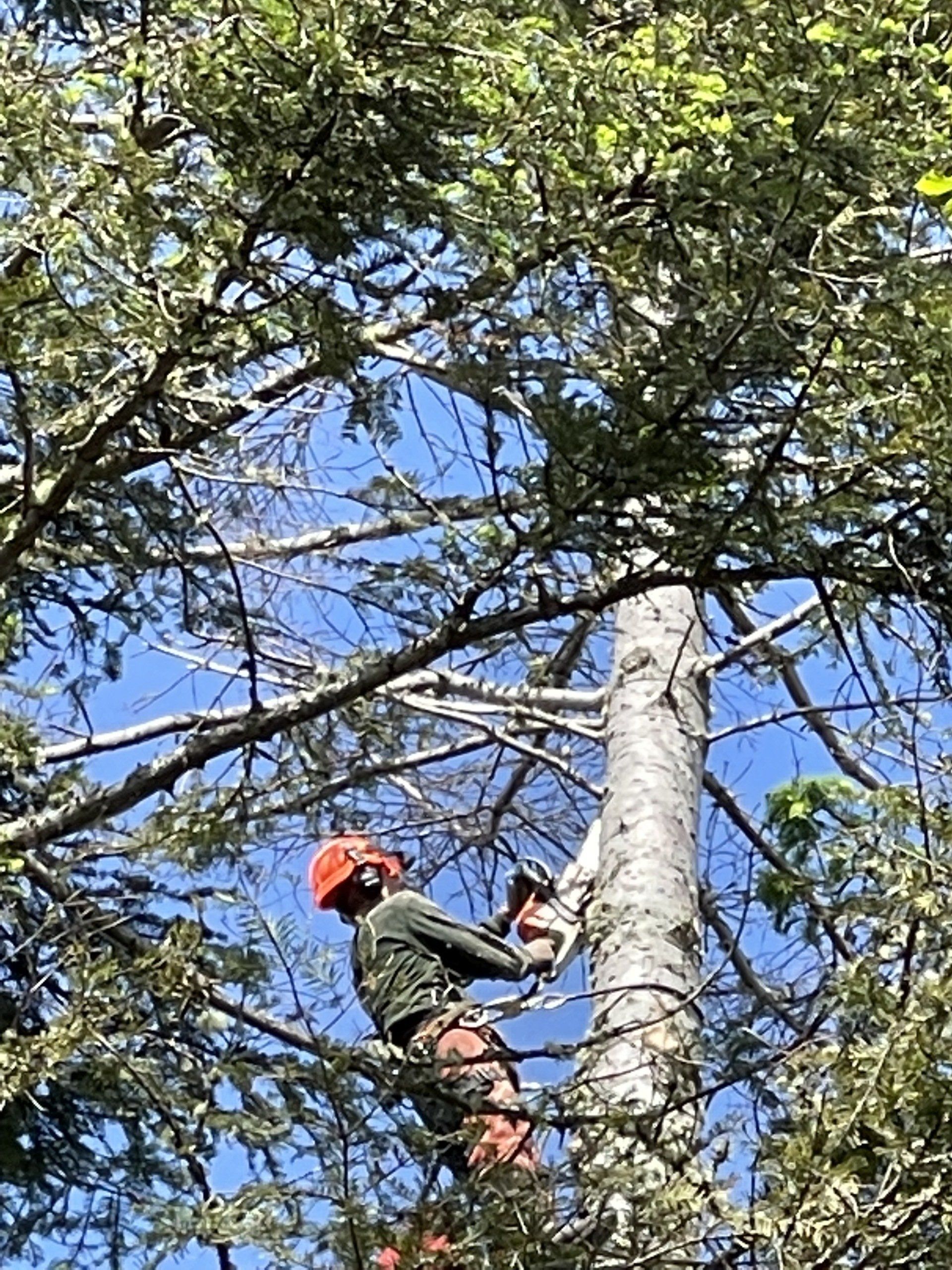 Tree trimming