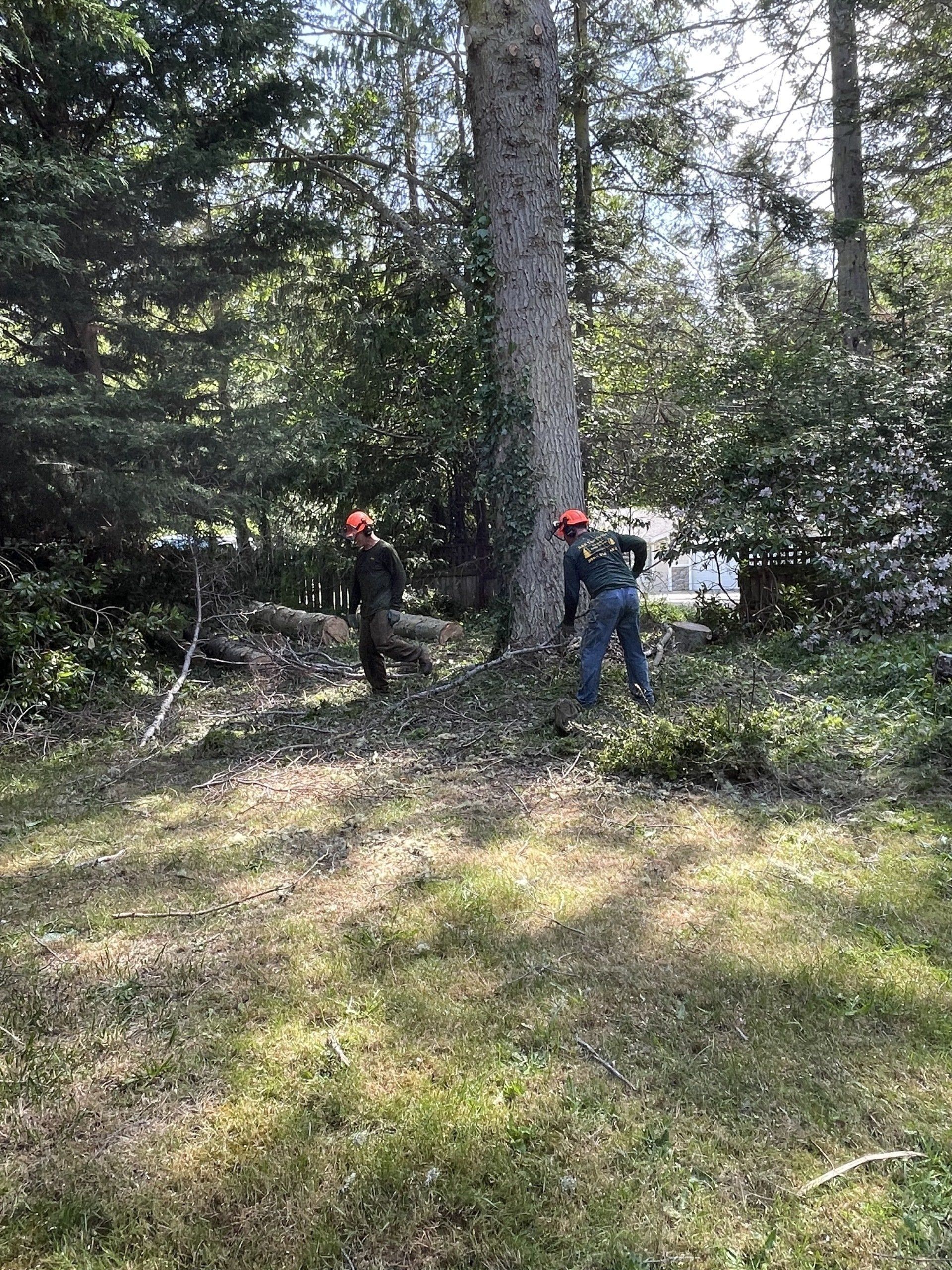 Tree services