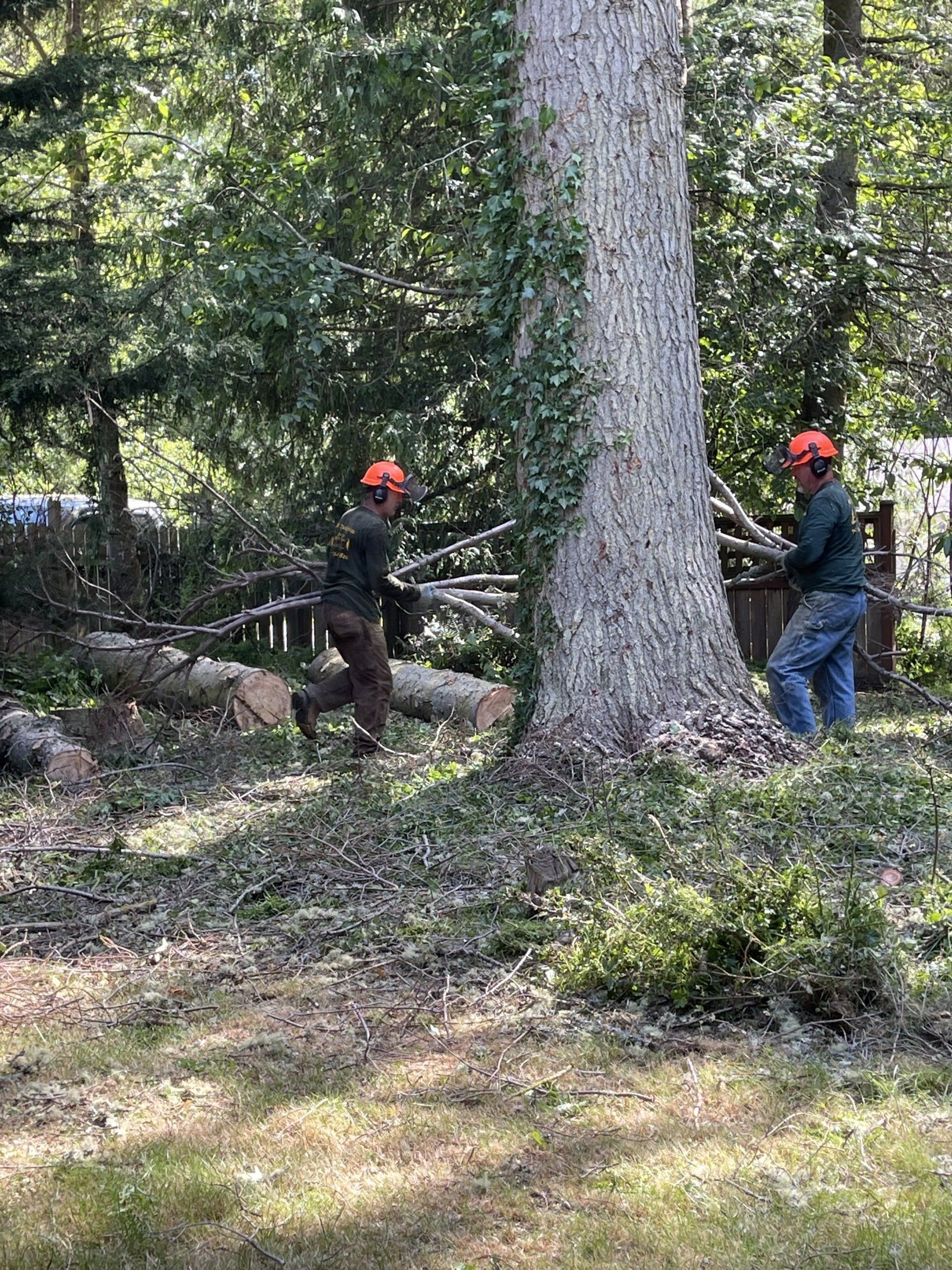 Tree services