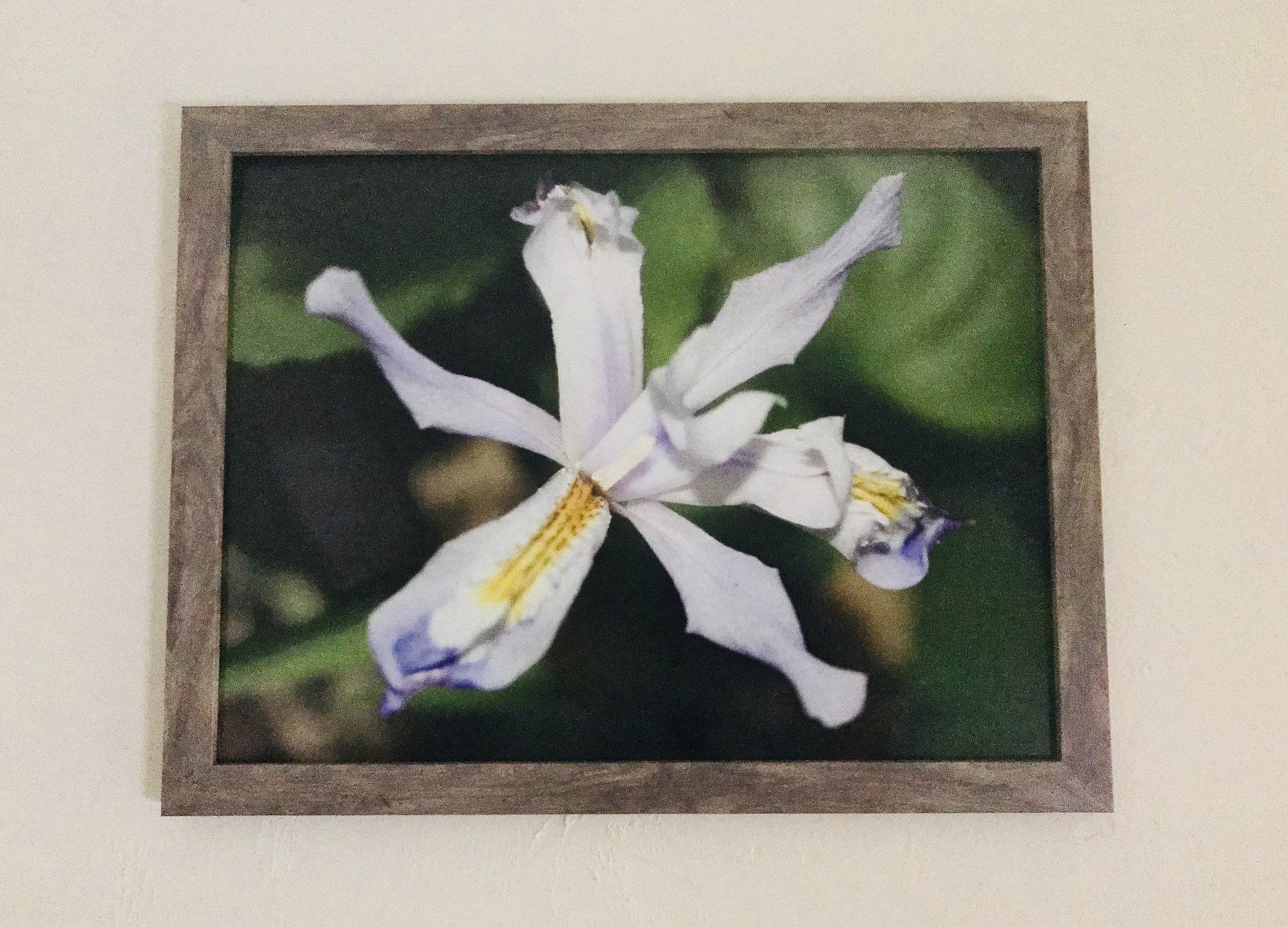 Framed flower picture