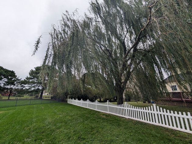 Large willow tree over a grassy yard beside a white picket fence on an overcast day