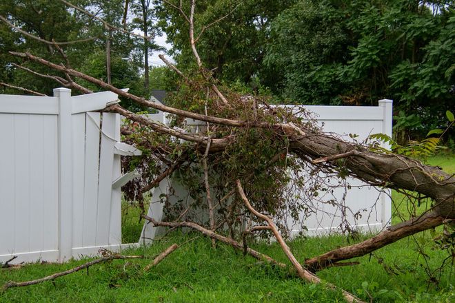 Large fallen tree branch leaning against a white fence in a grassy yard after storm damage