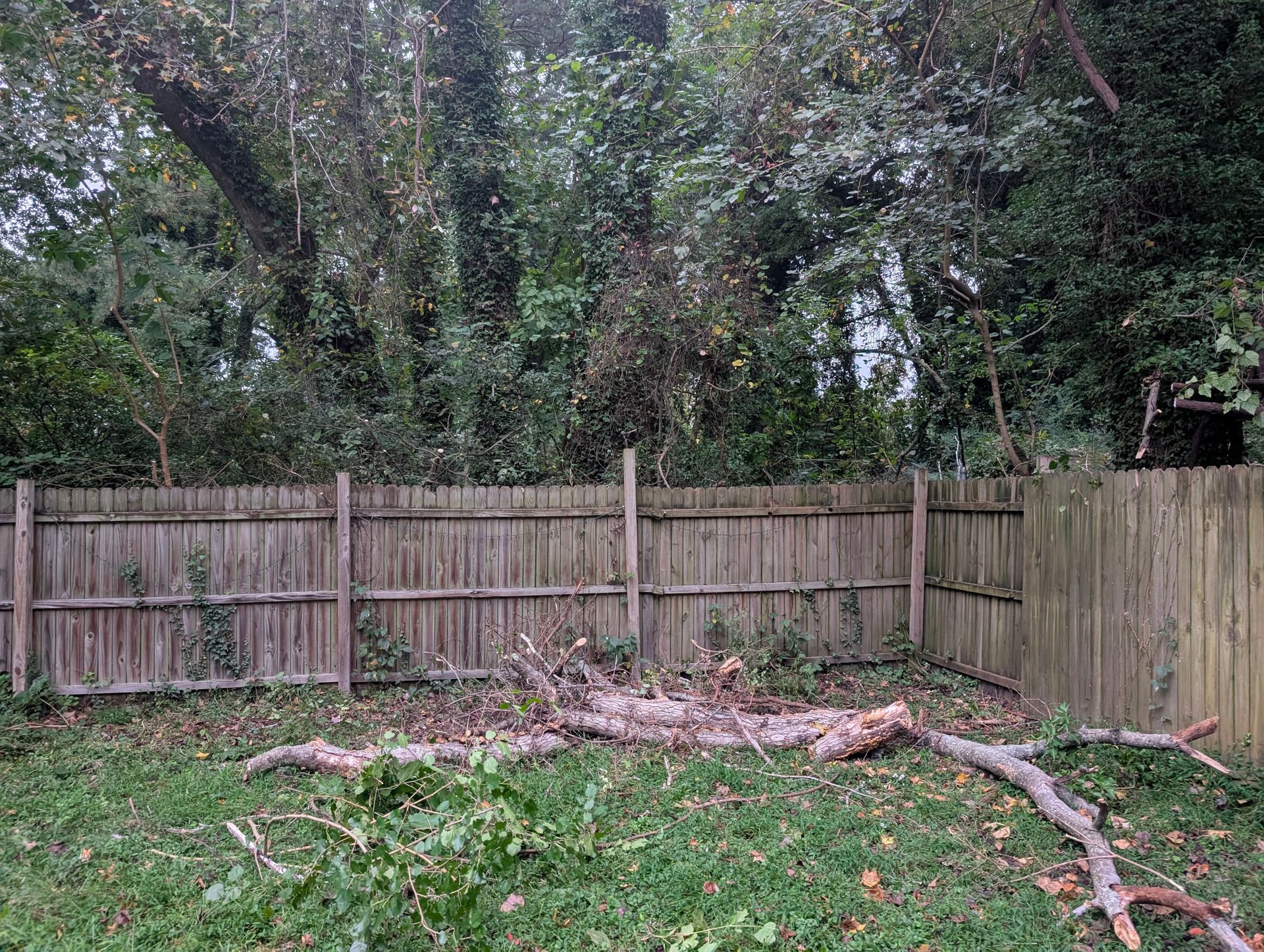 Backyard with wooden fence, trees, and a fallen branch on grass and leaf litter