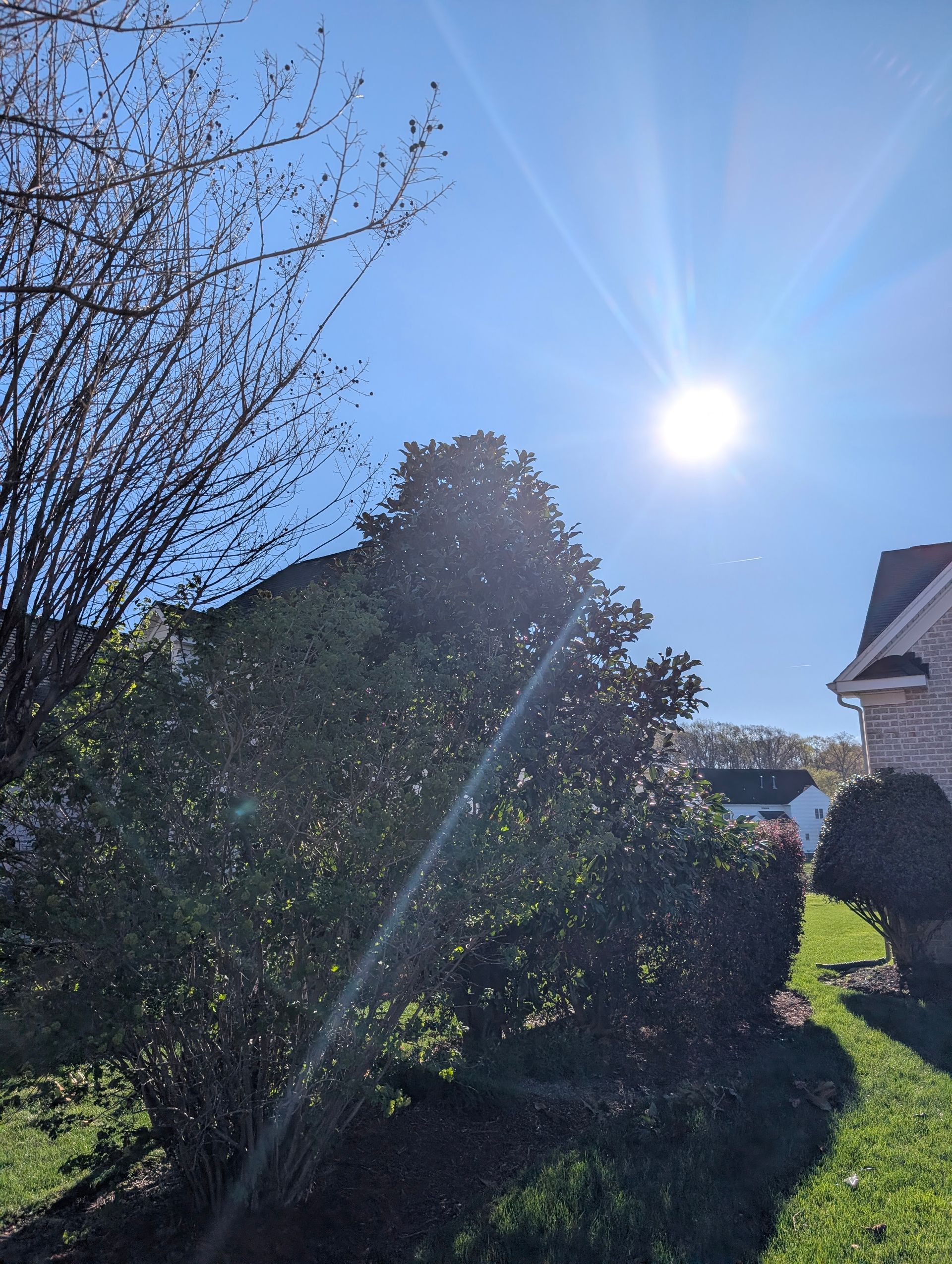 Sunlit backyard with bare tree, dense shrubs, and a house roof under a clear blue sky.