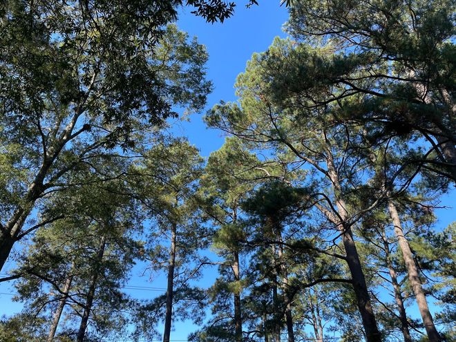 Tall pine trees against a bright blue sky, viewed from below through the forest canopy