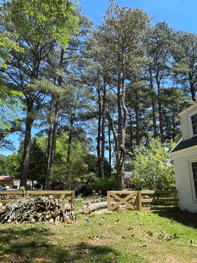 Sunny backyard with tall pine trees, stacked firewood, and a white house corner beside a wooden gate
